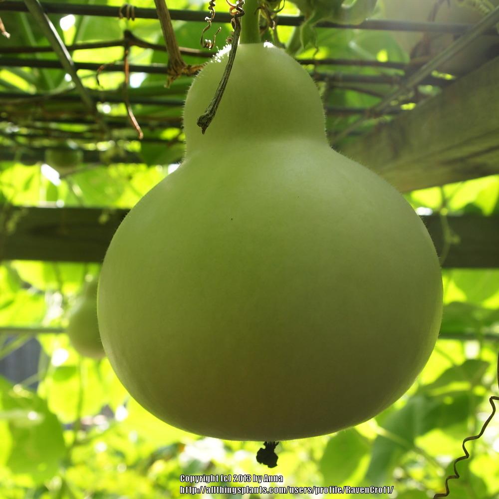 Photo of Gourd (Lagenaria siceraria 'Straightneck Wren House') uploaded by RavenCroft