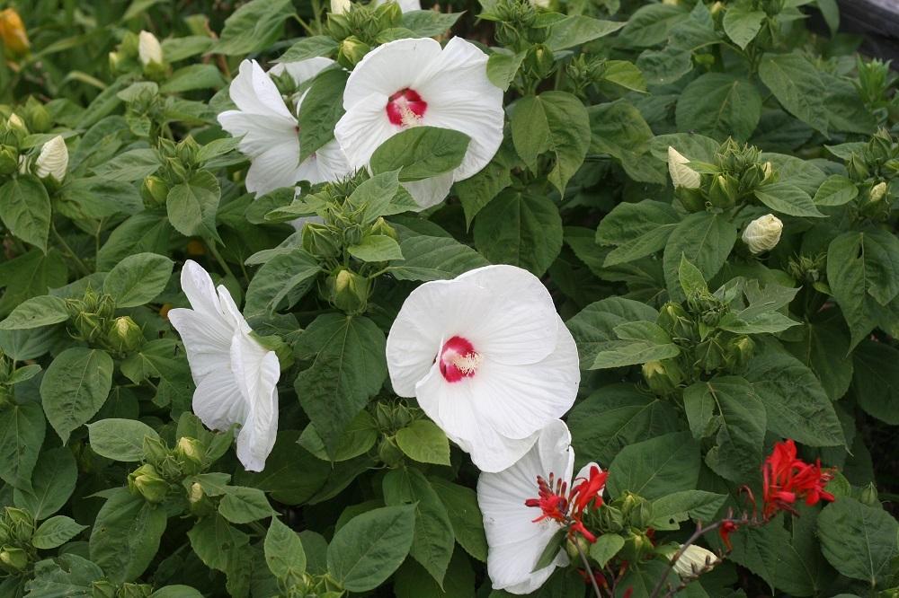 Photo of Hybrid Hardy Hibiscus (Hibiscus 'Disco Belle White') uploaded by Skiekitty