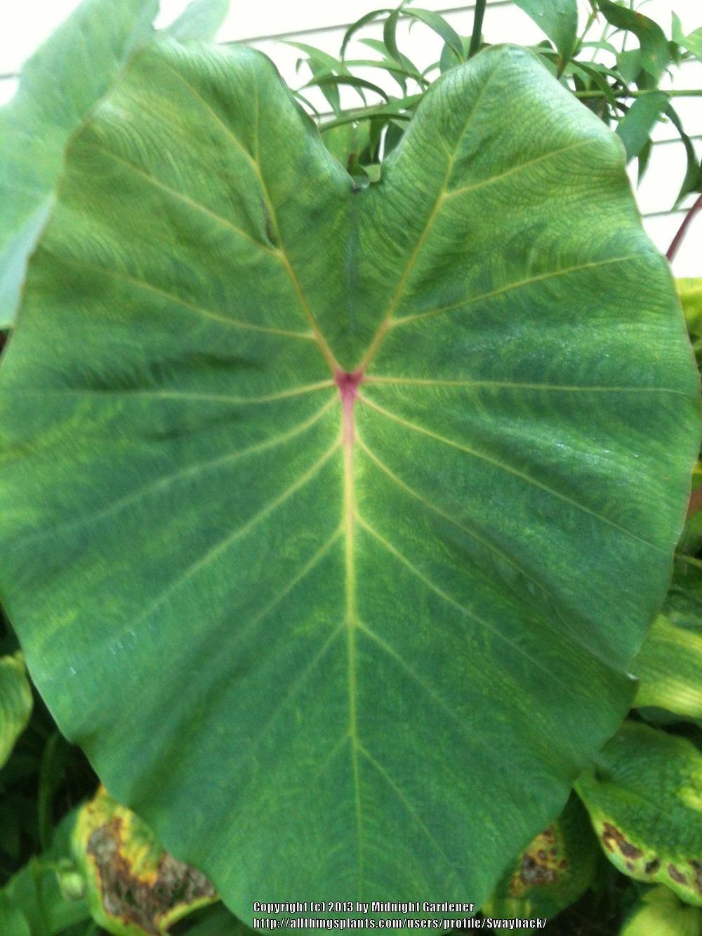 Photo of Elephant Ear (Colocasia esculenta 'Pink China') uploaded by Swayback