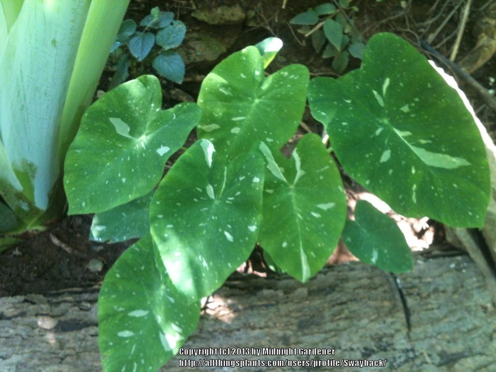 Photo of Variegated Elephant Ear (Colocasia esculenta 'ʻElepaio') uploaded by Swayback