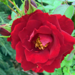 Location: My Gardens
Date: June 6, 2013
Champlain Is A Rich Velvety Red