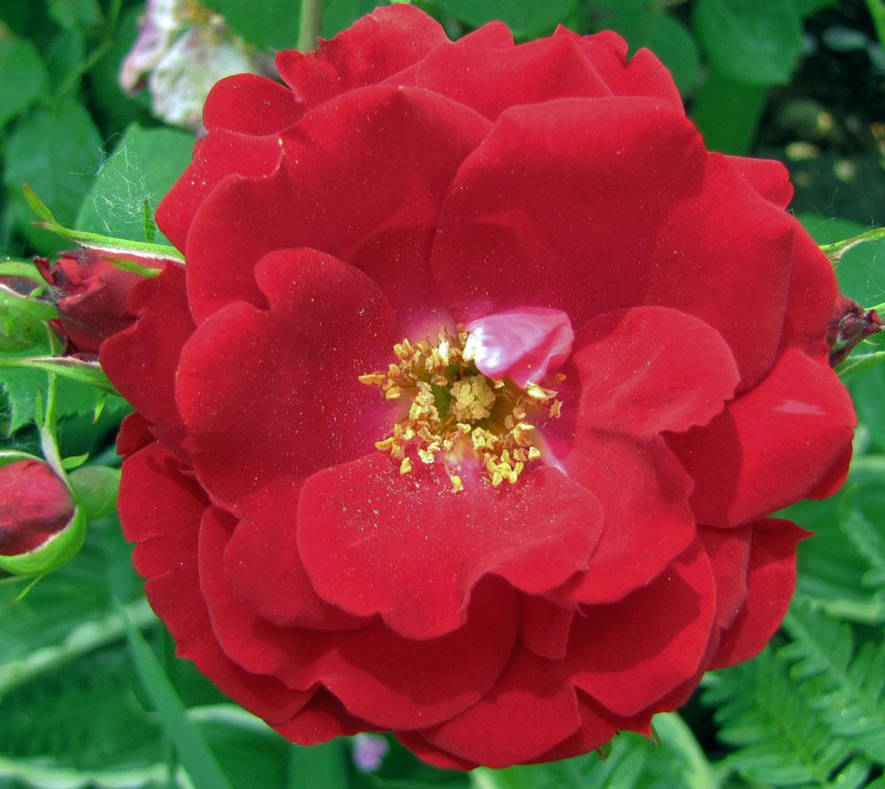 Photo of Rose (Rosa 'Champlain') uploaded by TBGDN