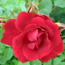 Location: My Gardens
Date: June 6, 2013
One Of The Best Landscape Roses In My Gardens
