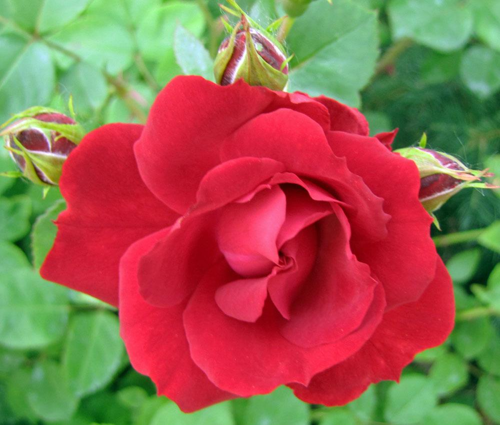 Photo of Rose (Rosa 'Champlain') uploaded by TBGDN