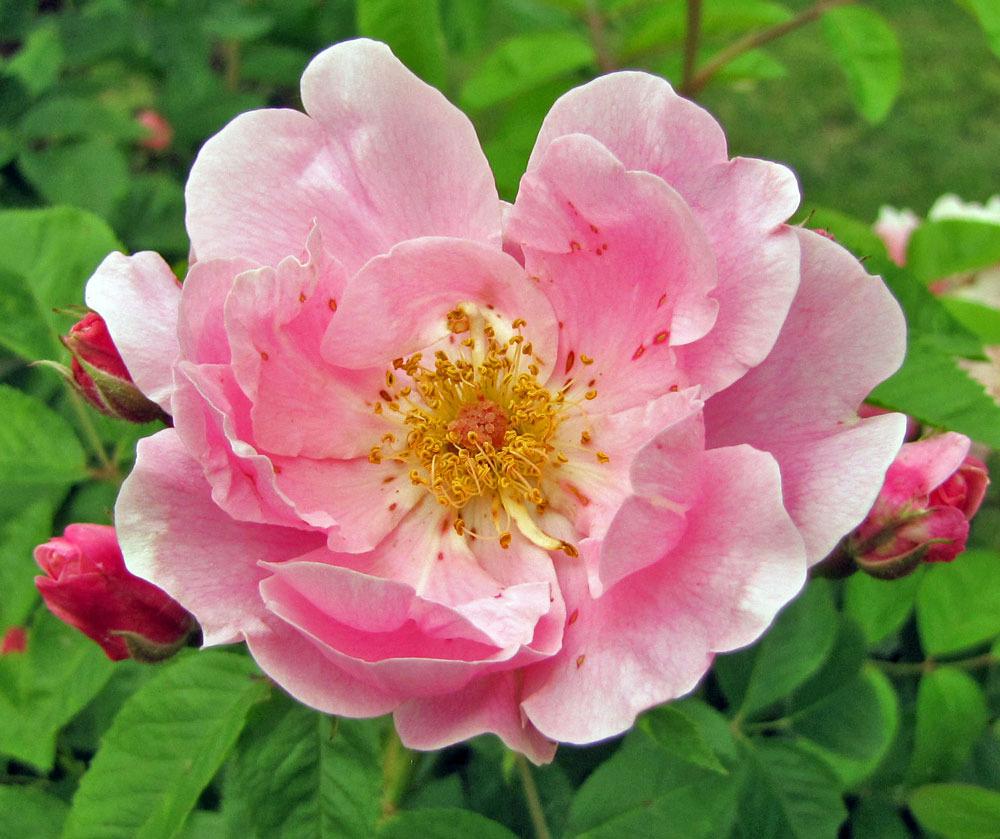 Photo of Rose (Rosa 'Lillian Gibson') uploaded by TBGDN