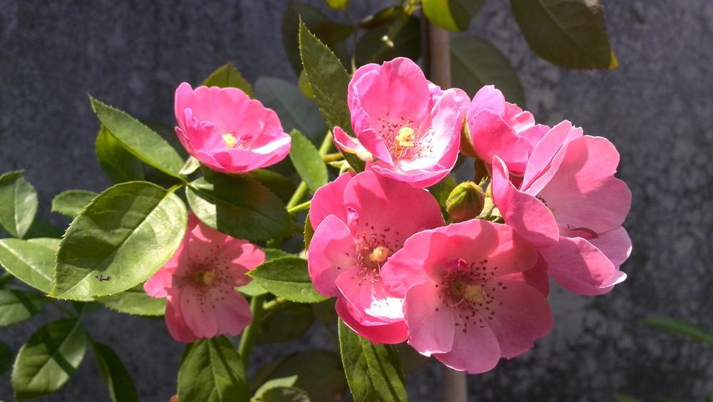 Photo of Rose (Rosa 'Angela, Cl.') uploaded by farmwind