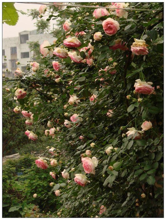Photo of Rose (Rosa 'Pierre de Ronsard') uploaded by farmwind