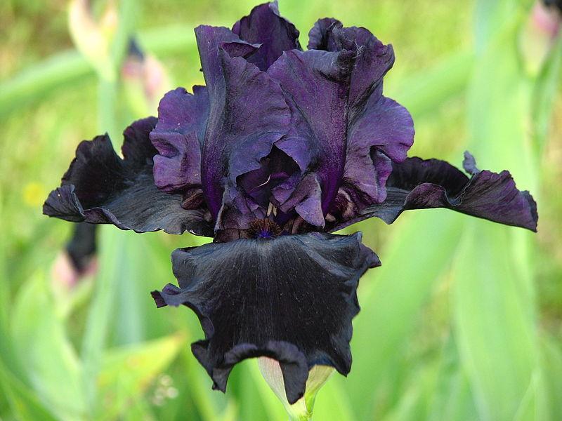 Photo of Tall Bearded Iris (Iris 'Dark Passion') uploaded by robertduval14