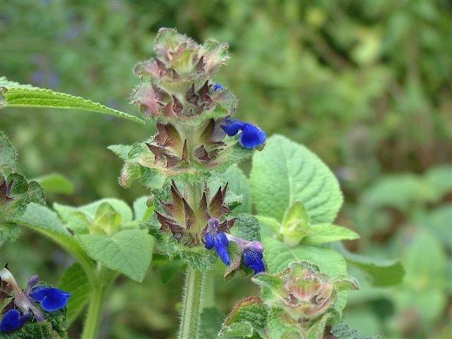 Photo of Sage (Salvia clinopodioides 'Michoacan Blue') uploaded by vic