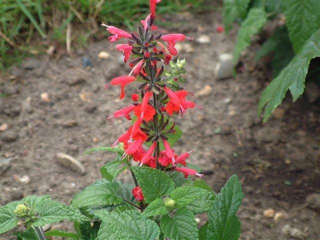 Photo of Scarlet Sage (Salvia coccinea) uploaded by vic