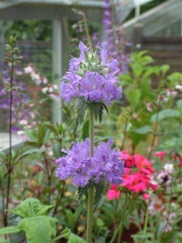 Photo of Thistle Sage (Salvia carduacea) uploaded by vic