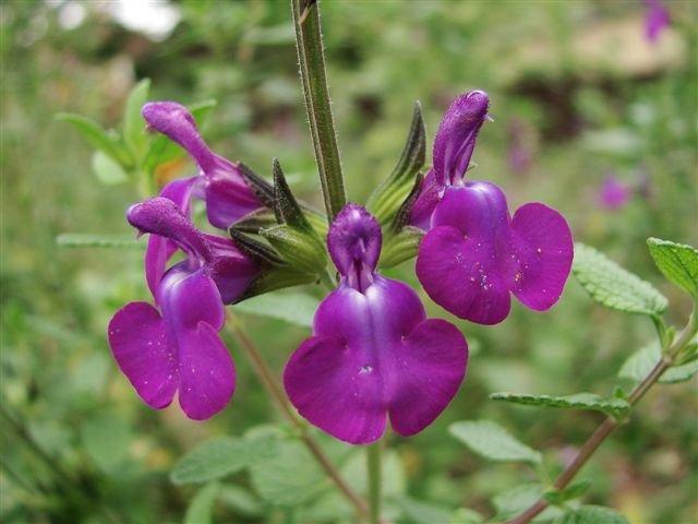 Photo of Salvia 'Christine Yeo' uploaded by vic