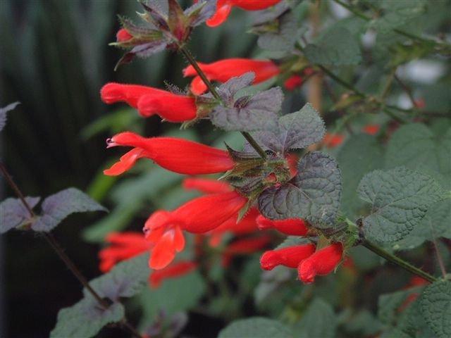 Photo of Southern Mexican Sage (Salvia disjuncta) uploaded by vic