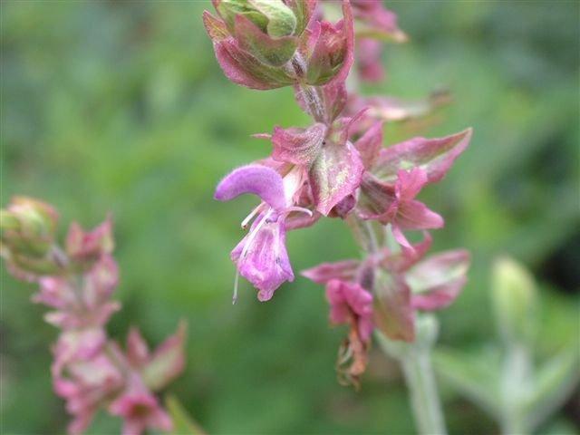 Photo of Canary Island Sage (Salvia canariensis) uploaded by vic