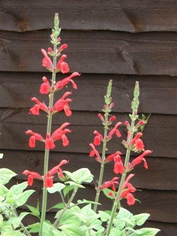 Photo of Red Mountain Sage (Salvia darcyi) uploaded by vic
