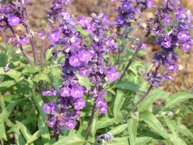 Photo of Mealy Cup Sage (Salvia farinacea 'Evolution') uploaded by vic
