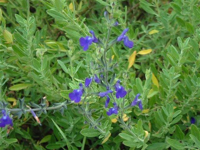 Photo of Blue Oak Sage (Salvia chamaedryoides) uploaded by vic