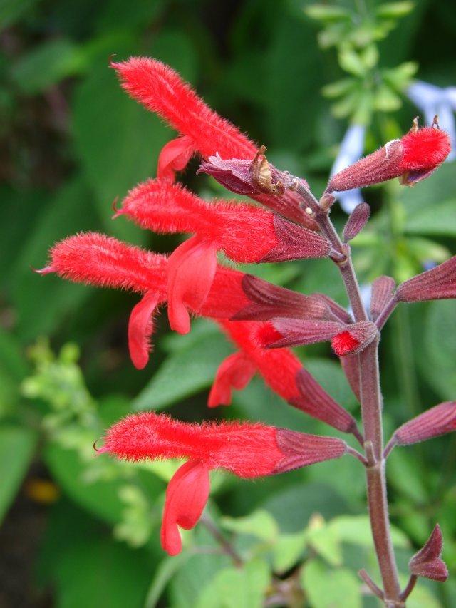 Photo of Mexican Red Sage (Salvia fulgens) uploaded by vic