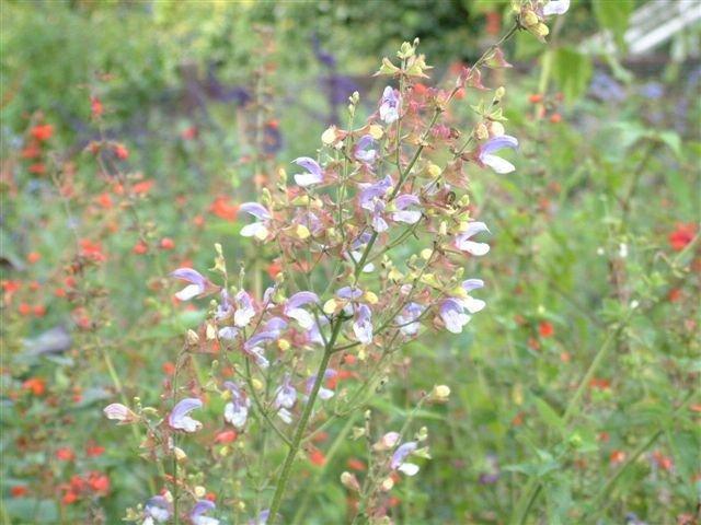 Photo of African Blue Sage (Salvia chamelaeagnea) uploaded by vic