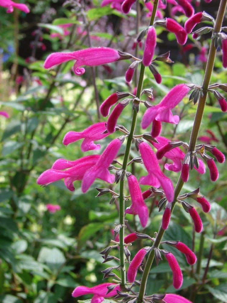 Photo of Salvia (Salvia curviflora) uploaded by vic