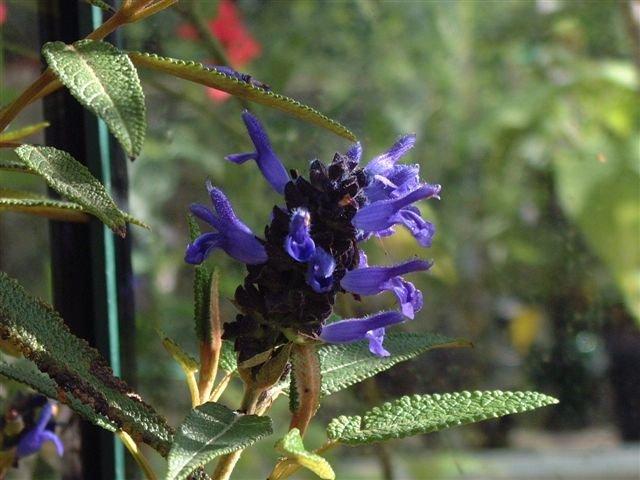 Photo of Sage (Salvia corrugata) uploaded by vic