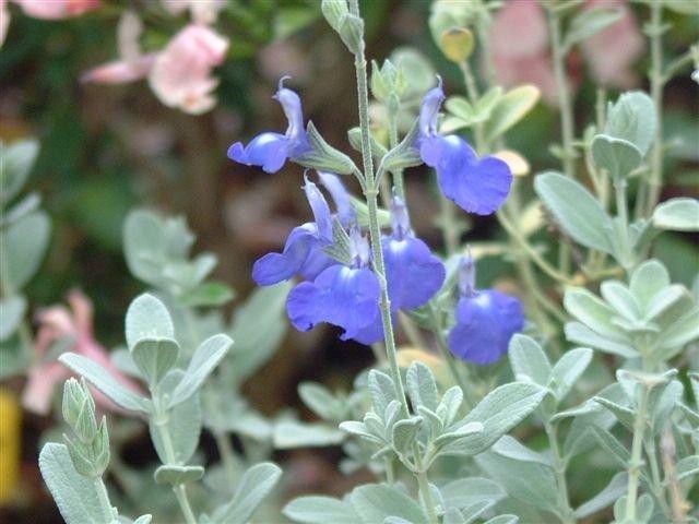 Photo of Sage (Salvia 'Marine Blue') uploaded by vic