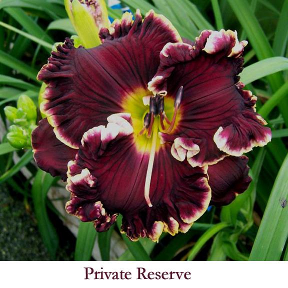 Photo of Daylily (Hemerocallis 'Private Reserve') uploaded by Calif_Sue