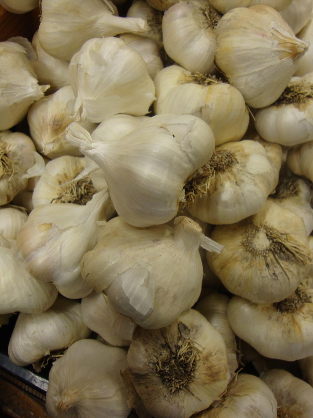 Photo of Garlic (Allium sativum) uploaded by Paul2032