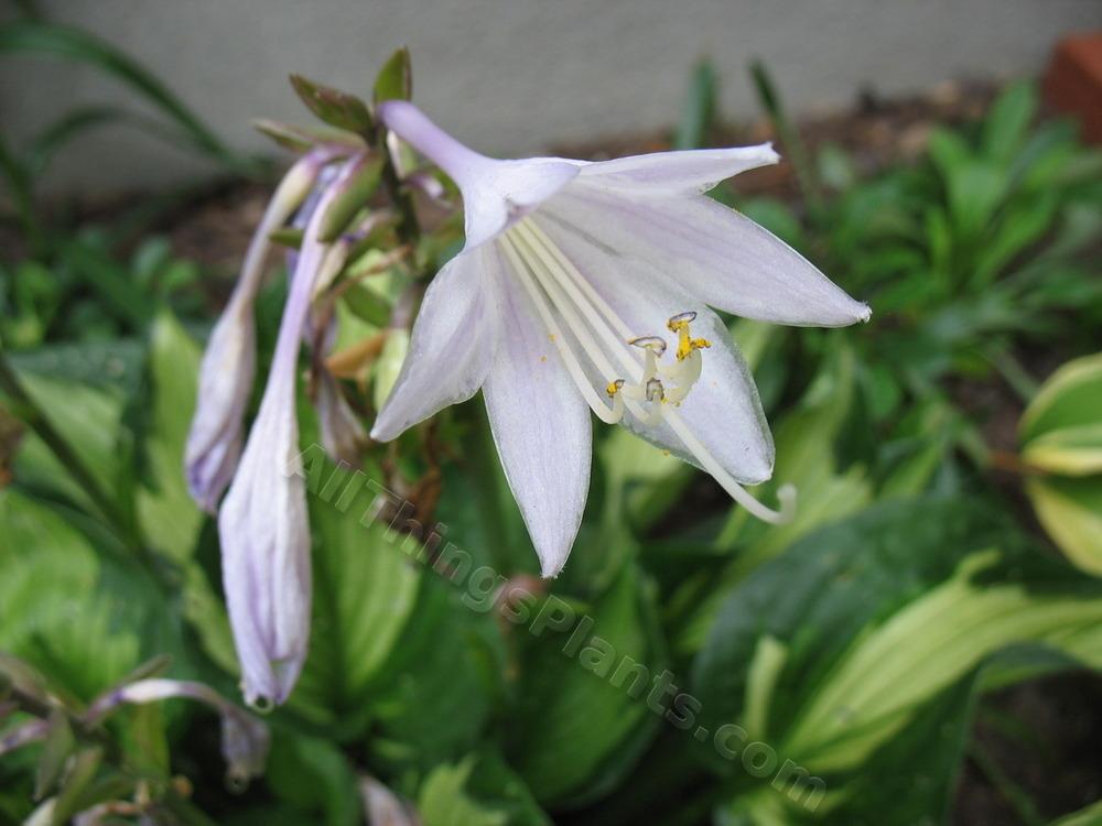 Photo of Hosta 'Whirlwind' uploaded by ViolaAnn