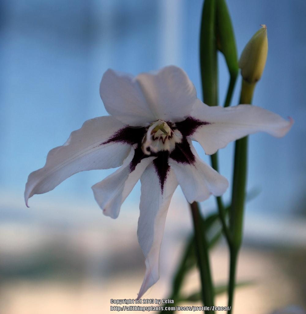 Photo of Peacock Orchid (Gladiolus murielae) uploaded by Zencat