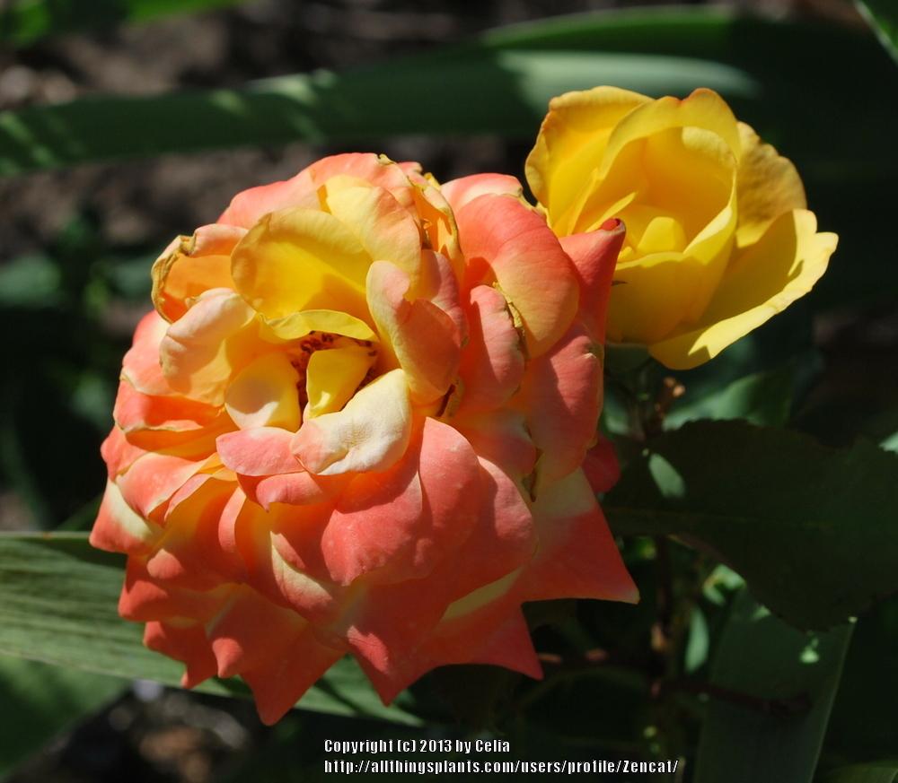 Photo of Hybrid Tea Rose (Rosa 'Rio Samba') uploaded by Zencat