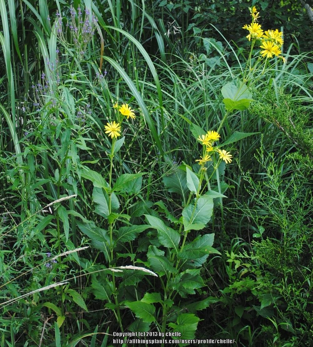 Photo of Cup Plant (Silphium perfoliatum) uploaded by chelle