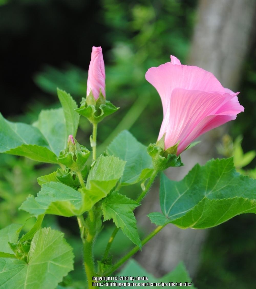 Photo of Annual Mallow (Malva trimestris 'Silver Cup') uploaded by chelle