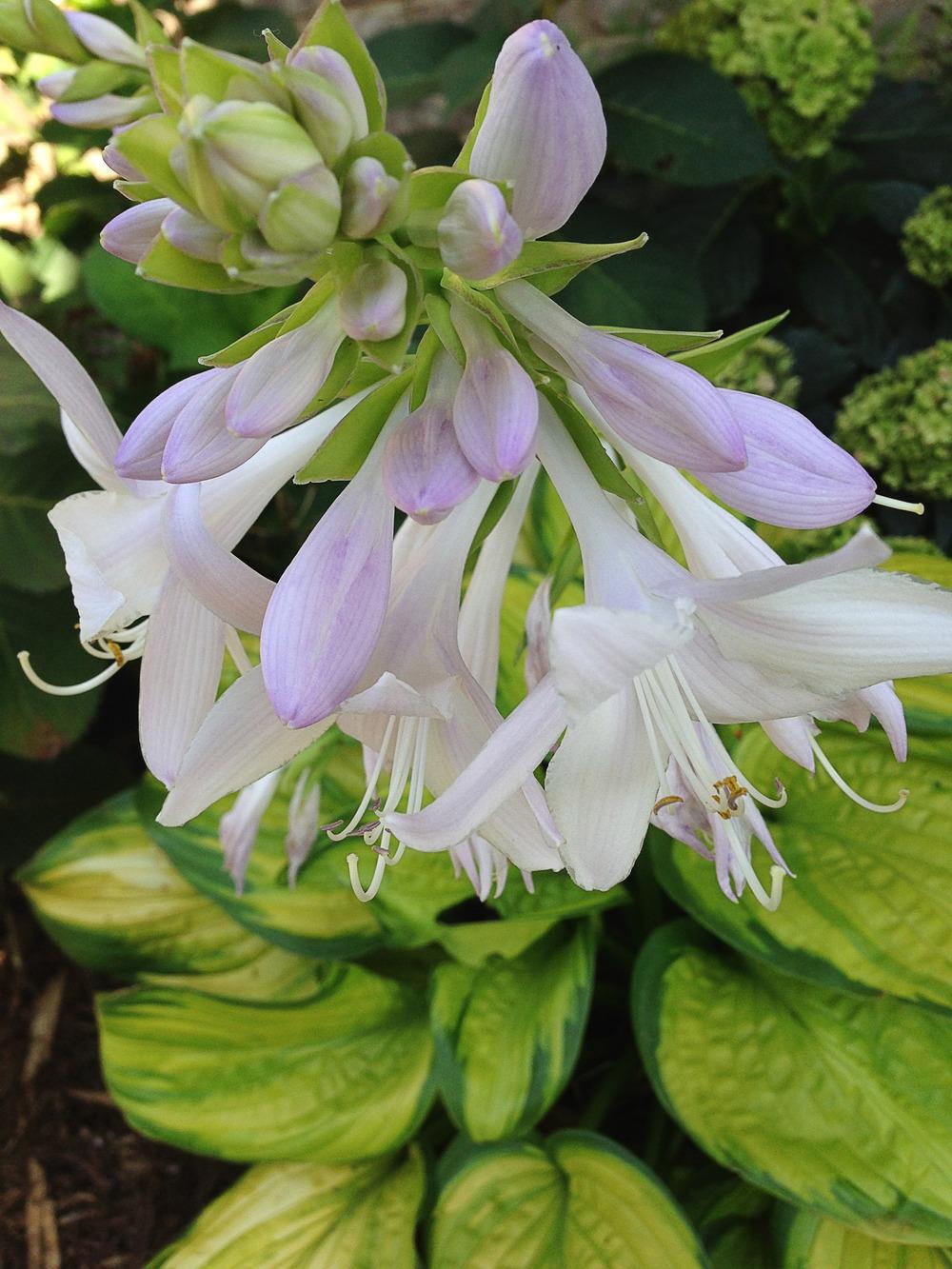 Photo of Hosta 'Stained Glass' uploaded by clintbrown