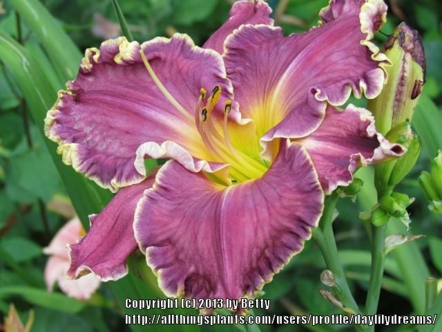 Photo of Daylily (Hemerocallis 'Cup of Cold Water') uploaded by daylilydreams