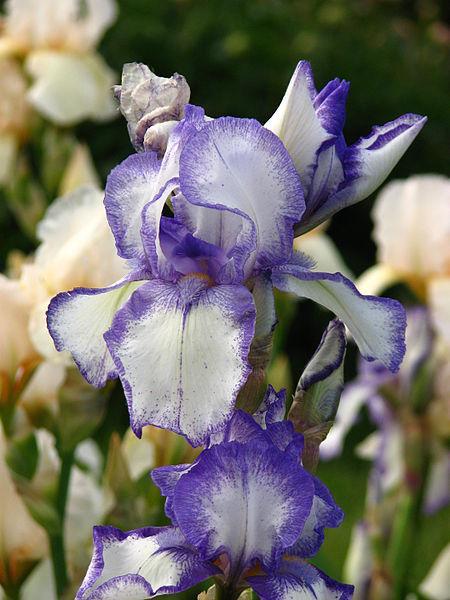 Photo of Tall Bearded Iris (Iris 'Dotted Swiss') uploaded by robertduval14