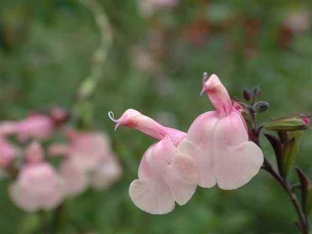 Photo of Autumn Sage (Salvia greggii 'Stormy Pink') uploaded by vic