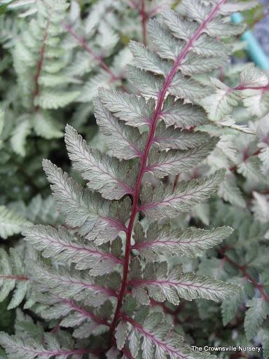 Photo of Japanese Painted Fern (Anisocampium niponicum 'Regal Red') uploaded by vic