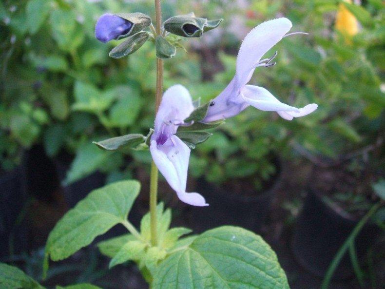 Photo of Blue Anise Sage (Salvia coerulea 'Juancito') uploaded by vic
