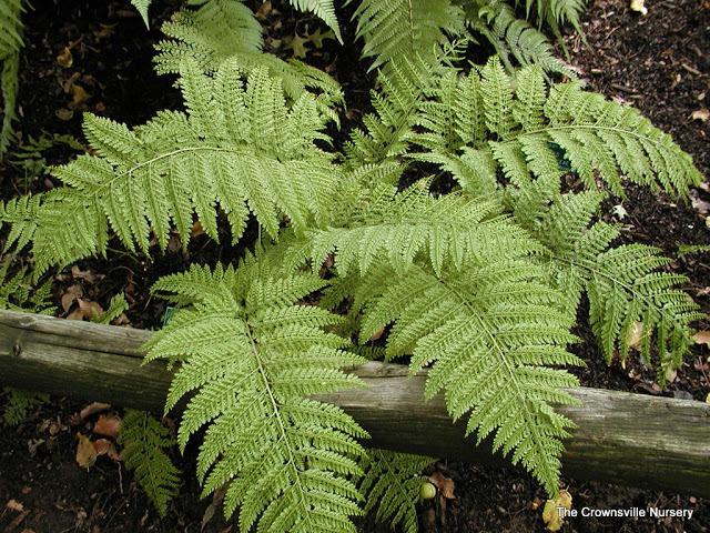 Photo of Upside Down Fern (Arachniodes standishii) uploaded by vic