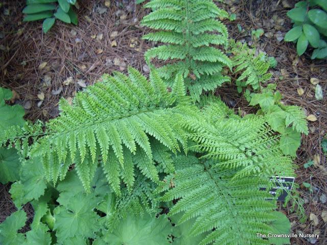 Photo of Upside Down Fern (Arachniodes standishii) uploaded by vic