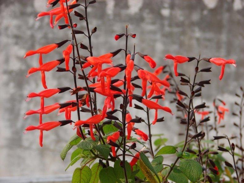 Photo of Big Mexican Scarlet Sage (Salvia gesneriiflora 'Tequila') uploaded by vic