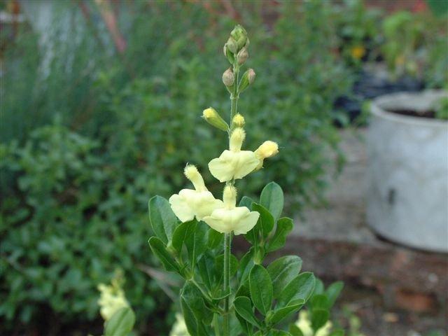 Photo of Autumn Sage (Salvia greggii 'Sungold') uploaded by vic