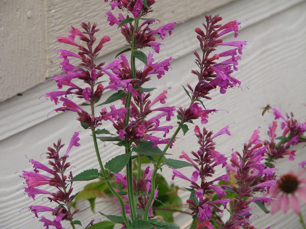 Photo of Giant Hyssop (Agastache 'Summer Love') uploaded by Joy