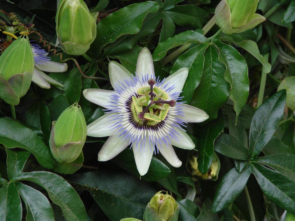 Photo of Blue Passion Flower (Passiflora caerulea) uploaded by Joy