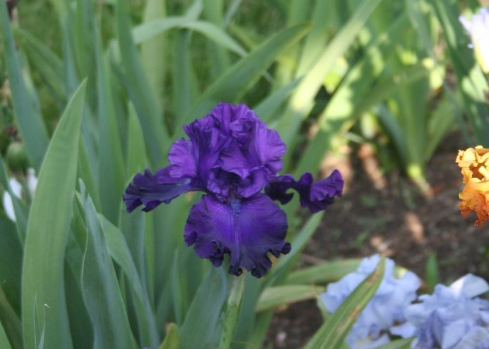 Photo of Tall Bearded Iris (Iris 'Shadows of Night') uploaded by KentPfeiffer