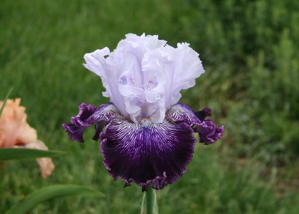 Photo of Tall Bearded Iris (Iris 'Secret Weekend') uploaded by KentPfeiffer