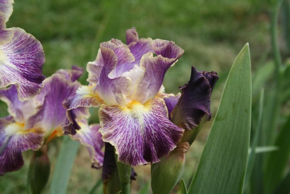 Photo of Border Bearded Iris (Iris 'Sheer Excitement') uploaded by KentPfeiffer
