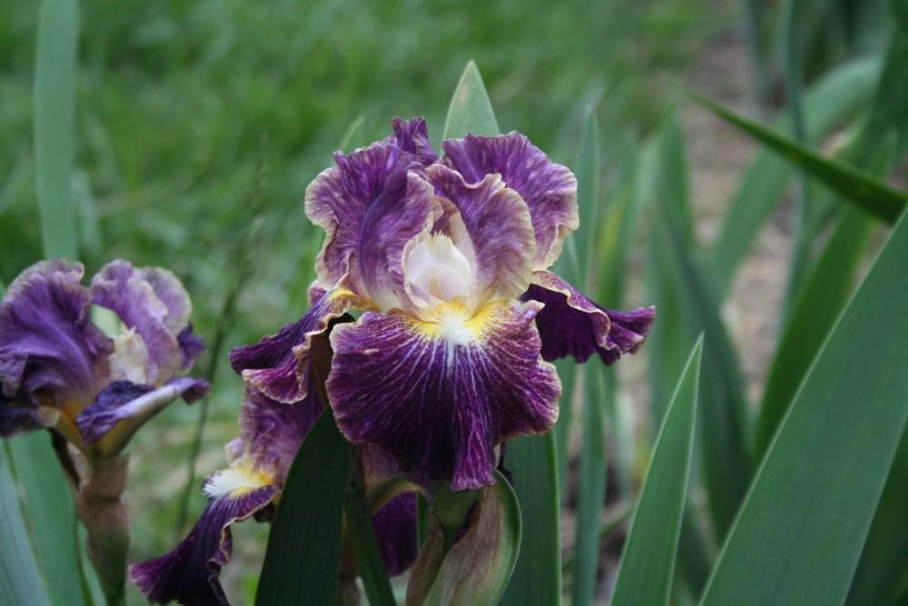 Photo of Border Bearded Iris (Iris 'Sheer Excitement') uploaded by KentPfeiffer
