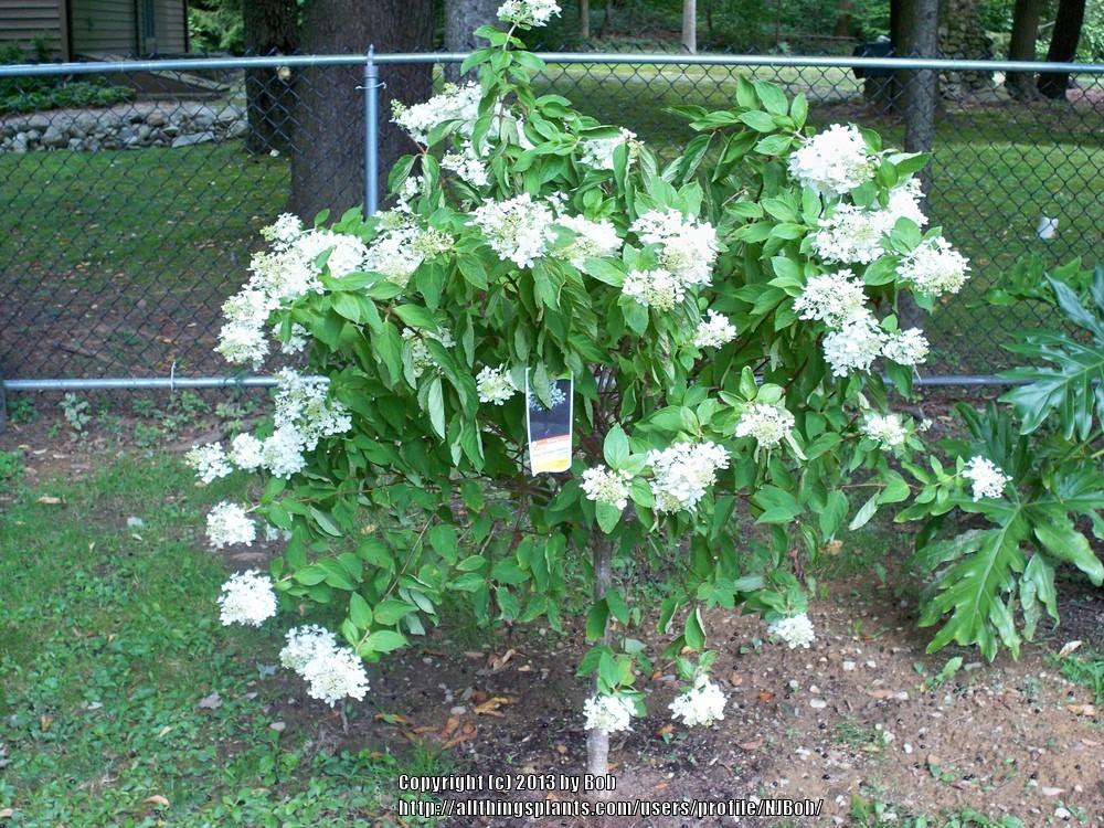 Photo of Peegee Hydrangea (Hydrangea paniculata 'Grandiflora') uploaded by NJBob